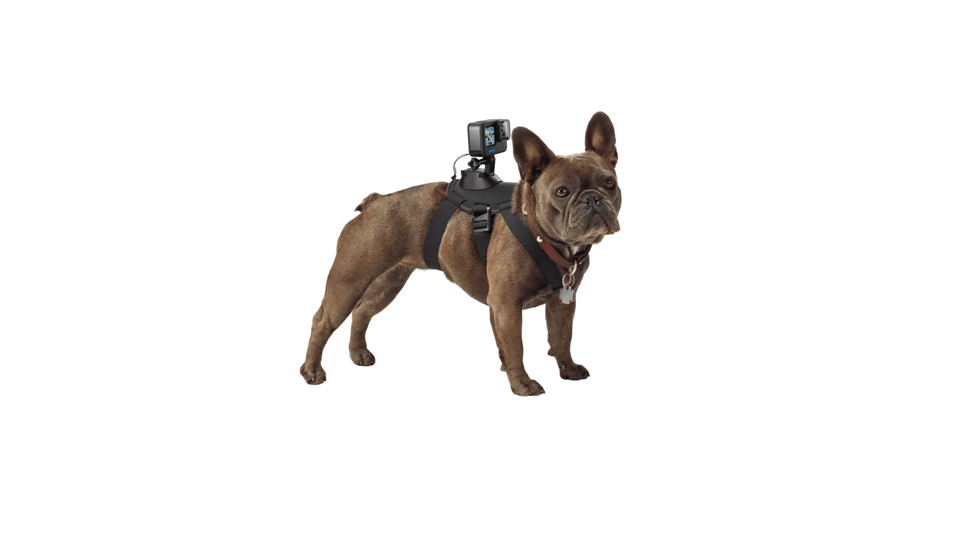 Harnais pour chien Fetch Fixation de caméra PDV (point de vue) pour chien