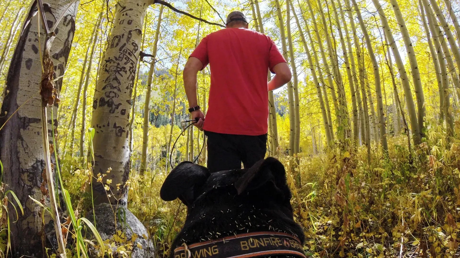 Harnais pour chien Fetch Fixation de caméra PDV (point de vue) pour chien