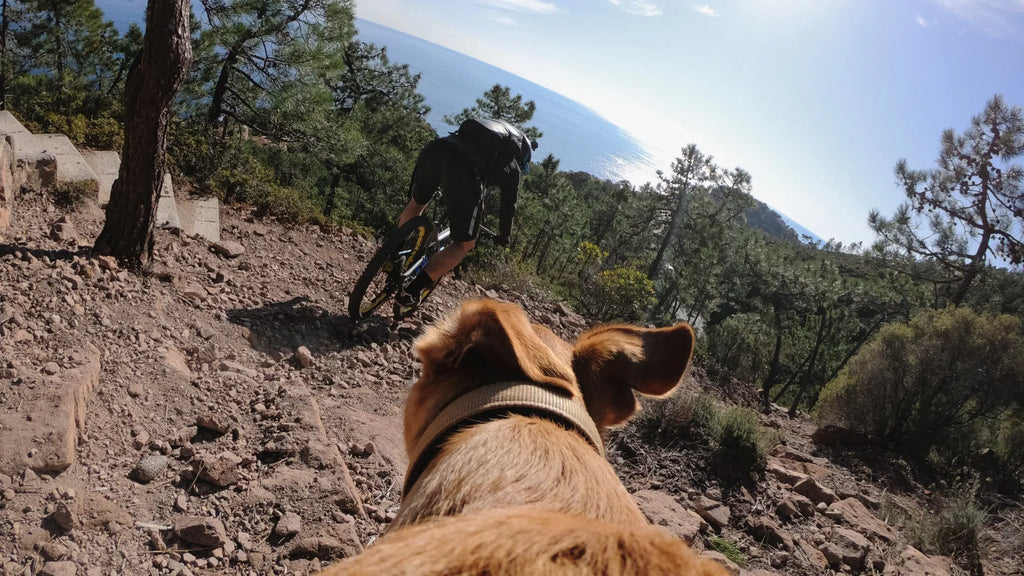 Harnais pour chien Fetch Fixation de caméra PDV (point de vue) pour chien